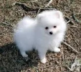 TEA CUP POMERANIAN PUPPIES FOR SALE