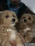 Maltese X Toy Poodle Puppies