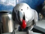 This is for you African Grey Congo Parrot ready for a new home