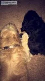 Shih-poo puppies for adoption READY NOW