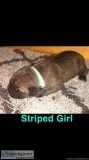 Cane Corso Puppies