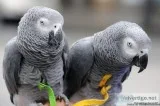 Pair Of African grey For Sale..
