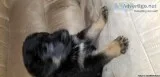 German Shepherd puppies