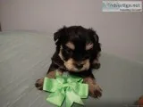 Beautiful snoodles for sale