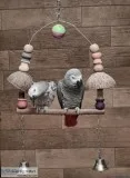 African Grey Parrot Available