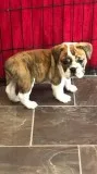 Gorgeous English Bulldog Puppy