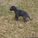 blue MF Great Dane puppies 4 sale