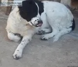 FREE 2 Dogs Border Collie both are the same look1year 3month old
