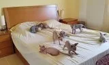 Well Socialized Daily Grooming Sphynx  Kittens Available