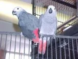 AFRICAN GREY PARROTS