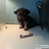 Morkie puppies