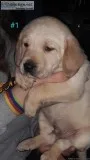 Golden RetrieverLabrador Retriever Puppies