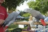 Gorgeous Pair of talking parrots for new homes