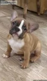 French Bulldog Puppies
