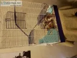 3 Guinea pigs to good homes