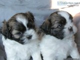 Shichon Puppies