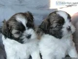 Shichon Puppies