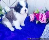 Cute healthily raised Saint Bernard puppies for sale