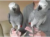Congo African Grey Available