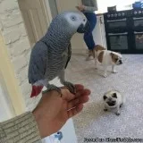 Two African Grey Parrots for Adoption.