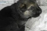 AKC German Shepherd Puppies