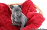 Blue Thai Ridgeback Puppies