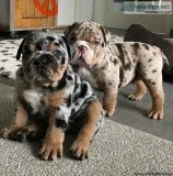 Merle English Bulldogs