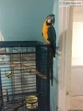 Macaw