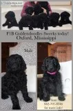 Goldendoodles (F1B) For Sale