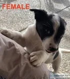 Australian ShepherBlue HeelerBorder Collie mix