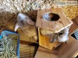 Female chinchilla rare.color