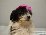 Tea cup shihtzu very rare