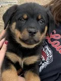 AKC rottweiler puppies
