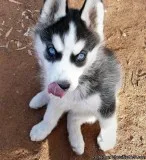 Purebred Siberian Husky