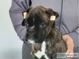 lovely male and female German boxer