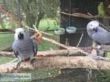 African Greys .