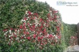 Vertical Gardening Services Delhi NCR and India