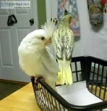Cockatiels