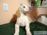 Goldendoodle