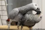 A pair of Congo African Grey Parrots