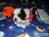 ACA LHASA APSO Easter puppies
