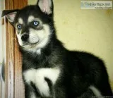 Beautiful Blue eyed Siberian Wolfdog Puppies Ready to go