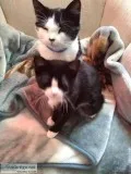 Two Beautiful Cats