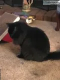 Cat in need of home