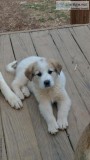 Great PyreneesAkbash