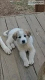 Great PyreneesAkbash