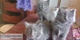 Beautiful long and short hair Blue Russians and black Bermeses