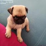 100% tea cup pug puppies for adoption