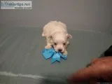 Gorgeous maltese