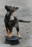 German Shepherd Puppies